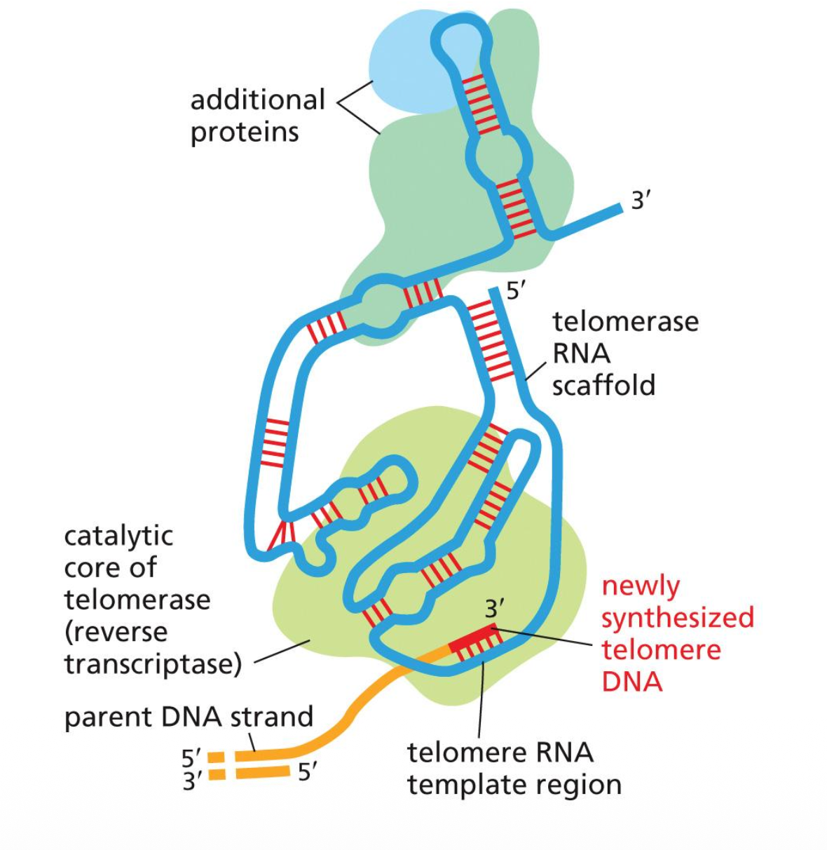 Telomerase is an RNA-directed DNA polymerase