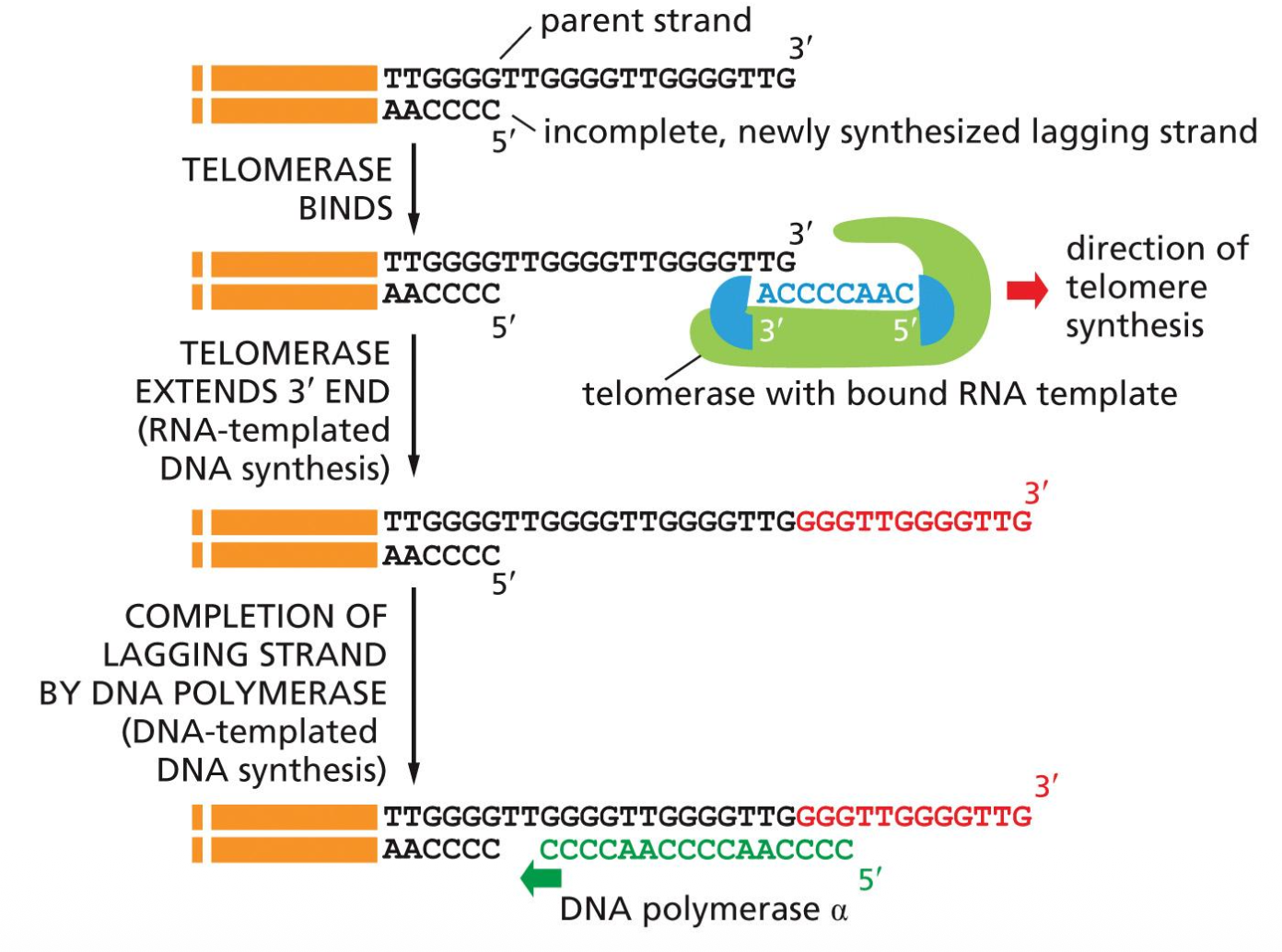 Telomerase with bound RNA template