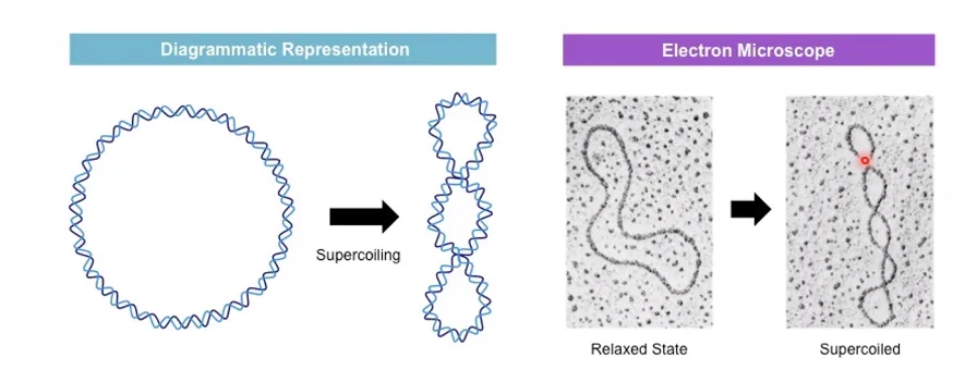 supercoiling