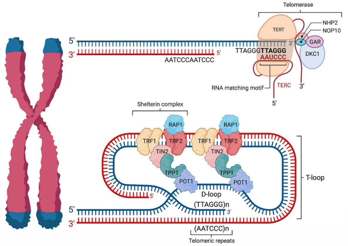 The Shelterin complex protects the telomere and suppresses the DNA repair response to DSBs
