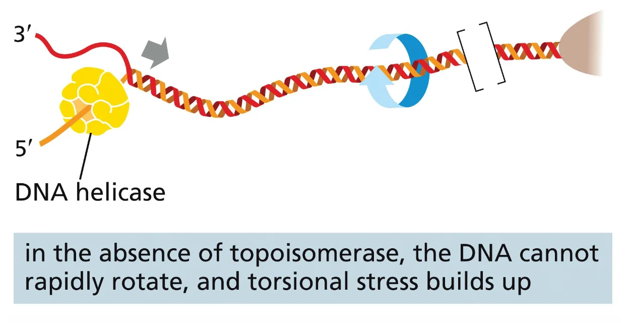 In the absence of topoisomerase, the DNA cannot rapidly rotate, and torsional stress builds up
