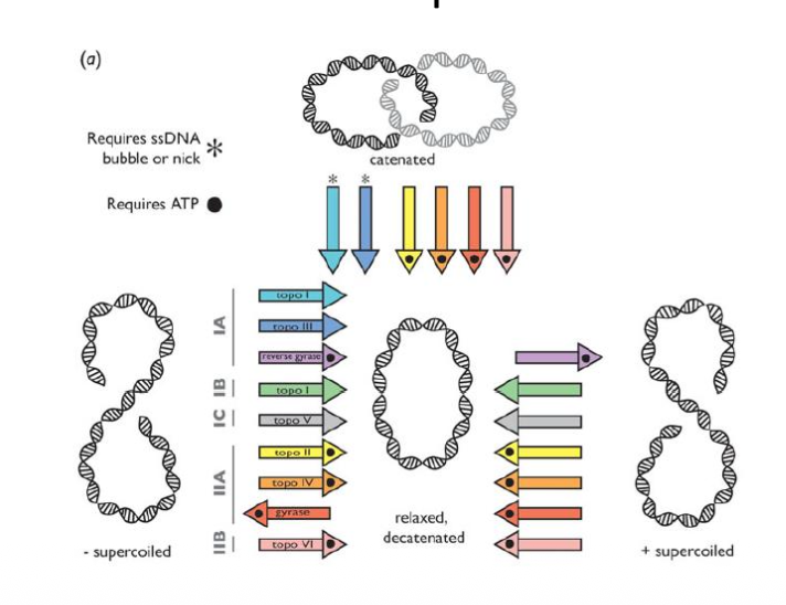 Classification of DNA topoisomerases.