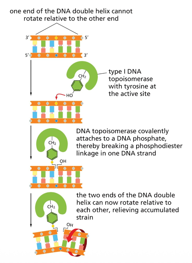 פעילות טופואיזומראז - טירוזין