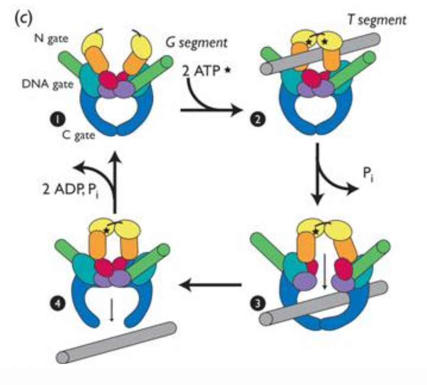 Topo II two-gate model