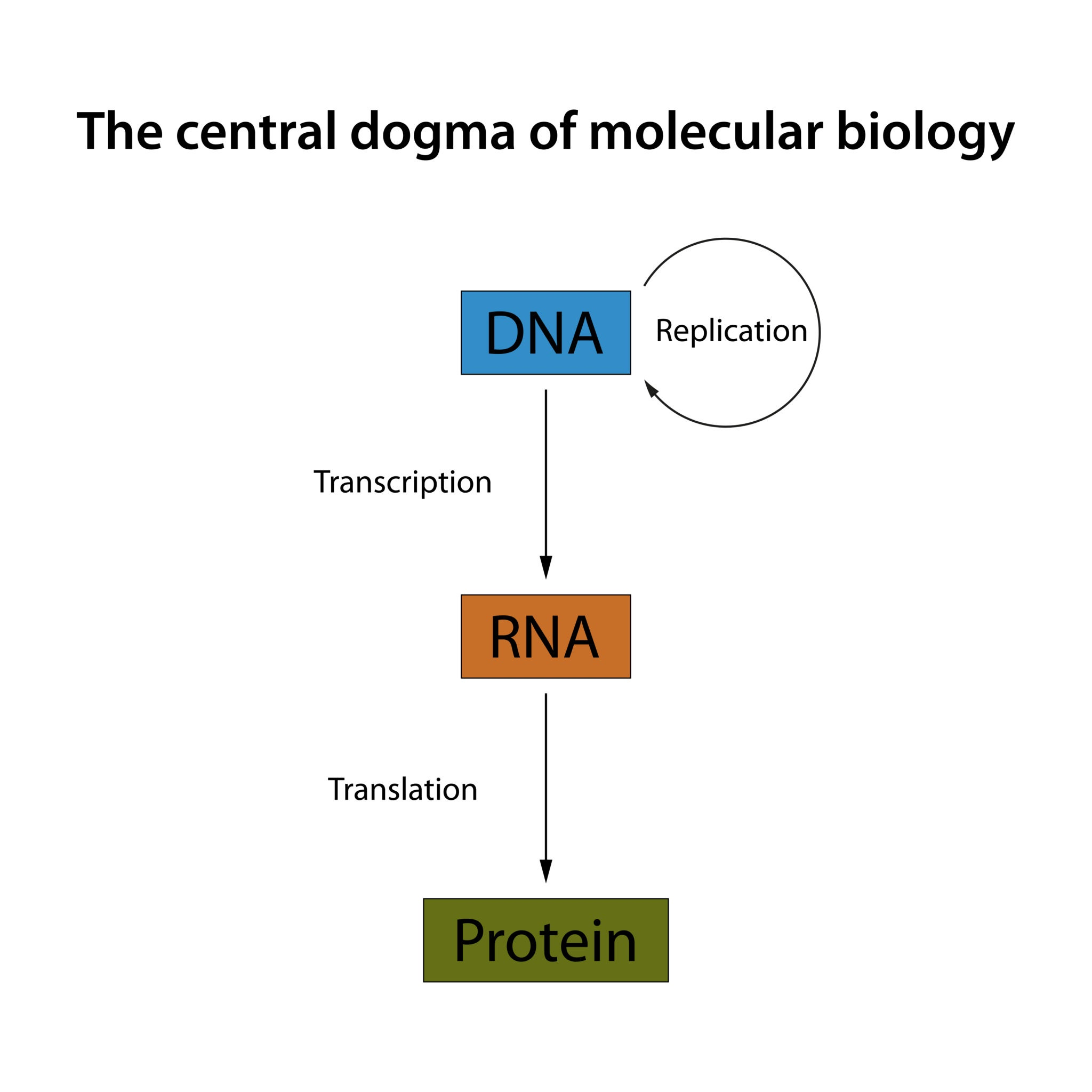 Central dogma of molecular biology