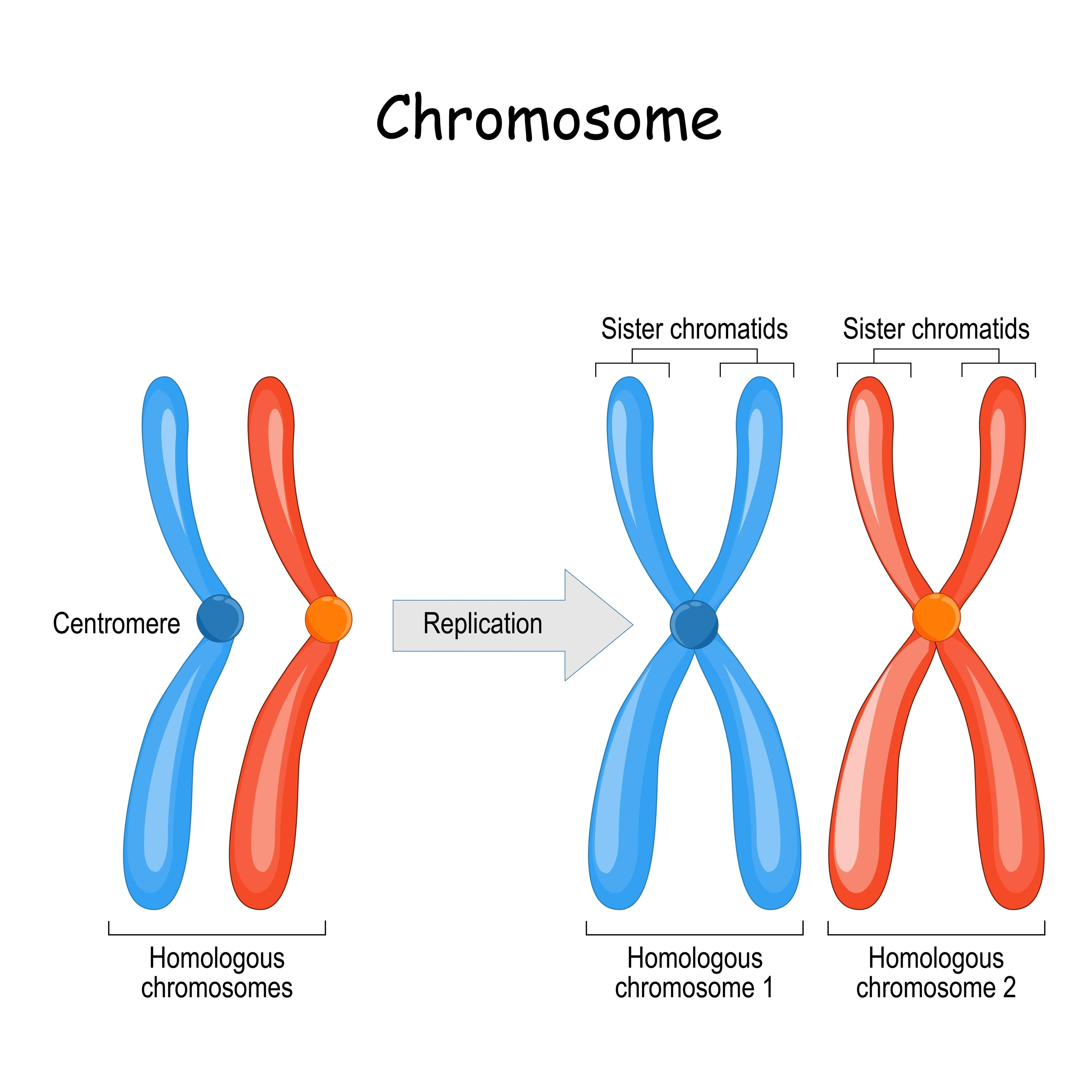 Image of homologous chromosomes vs sister chromatids diagram