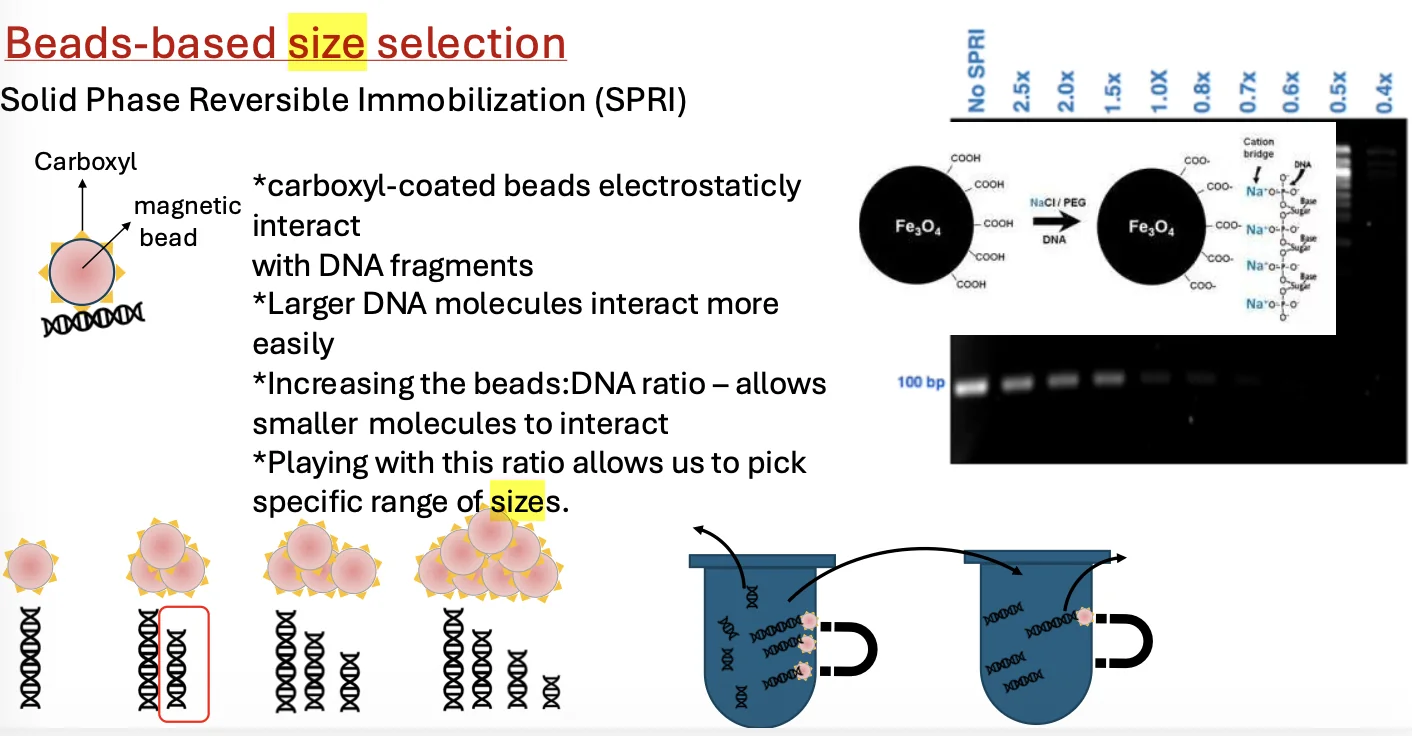 Size selection