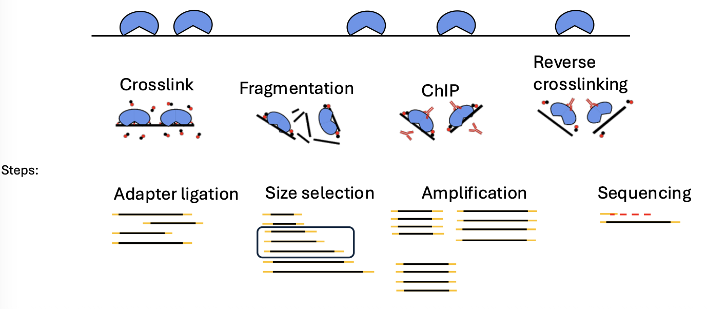 ChiP-seq steps