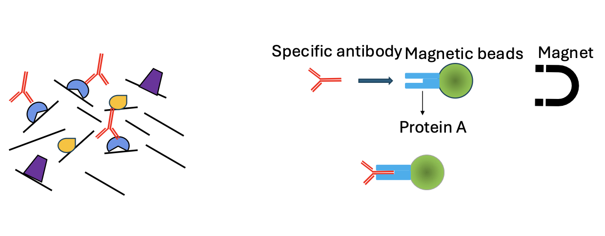 ChIP – chromatin immunoprecipitation