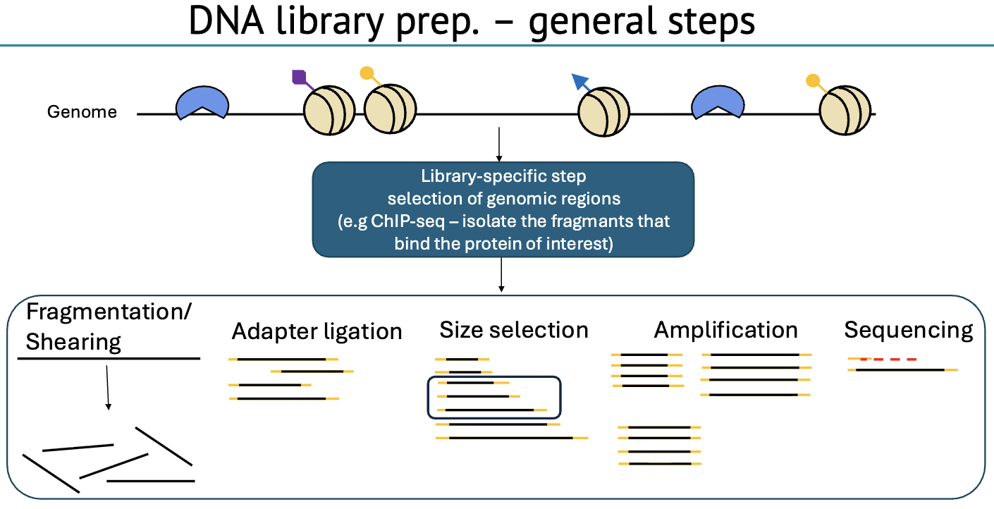 DNA lib prep. - general steps