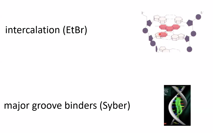 intercalation (EtBr) and major groove binders (Syber(
