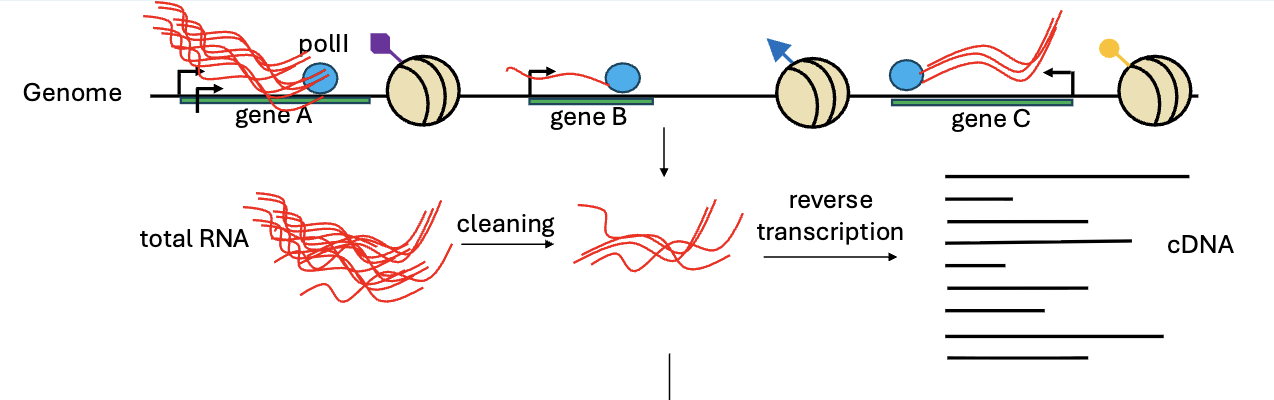 RNA-seq - overview