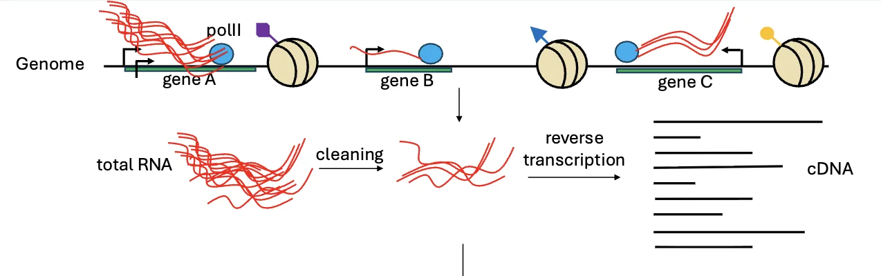 RNA-seq - overview