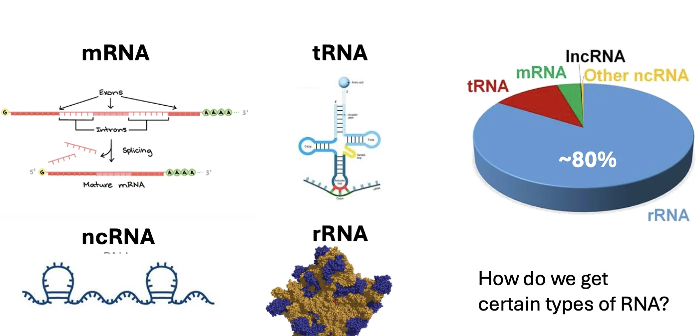 Types of RNA