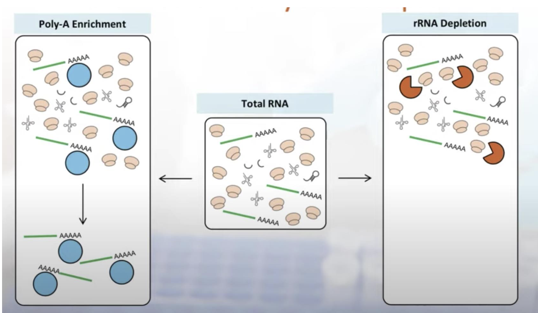 Cleaning the total RNA