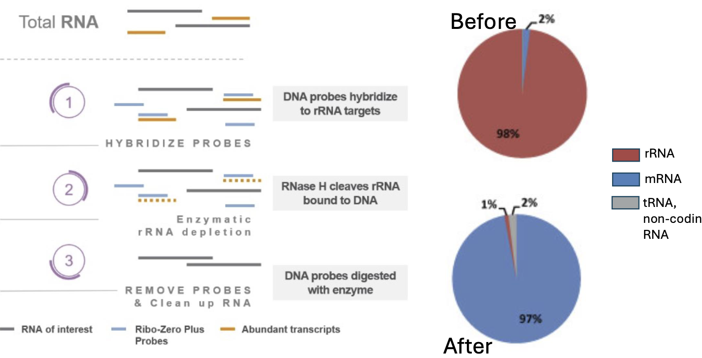 rRNA Depletion