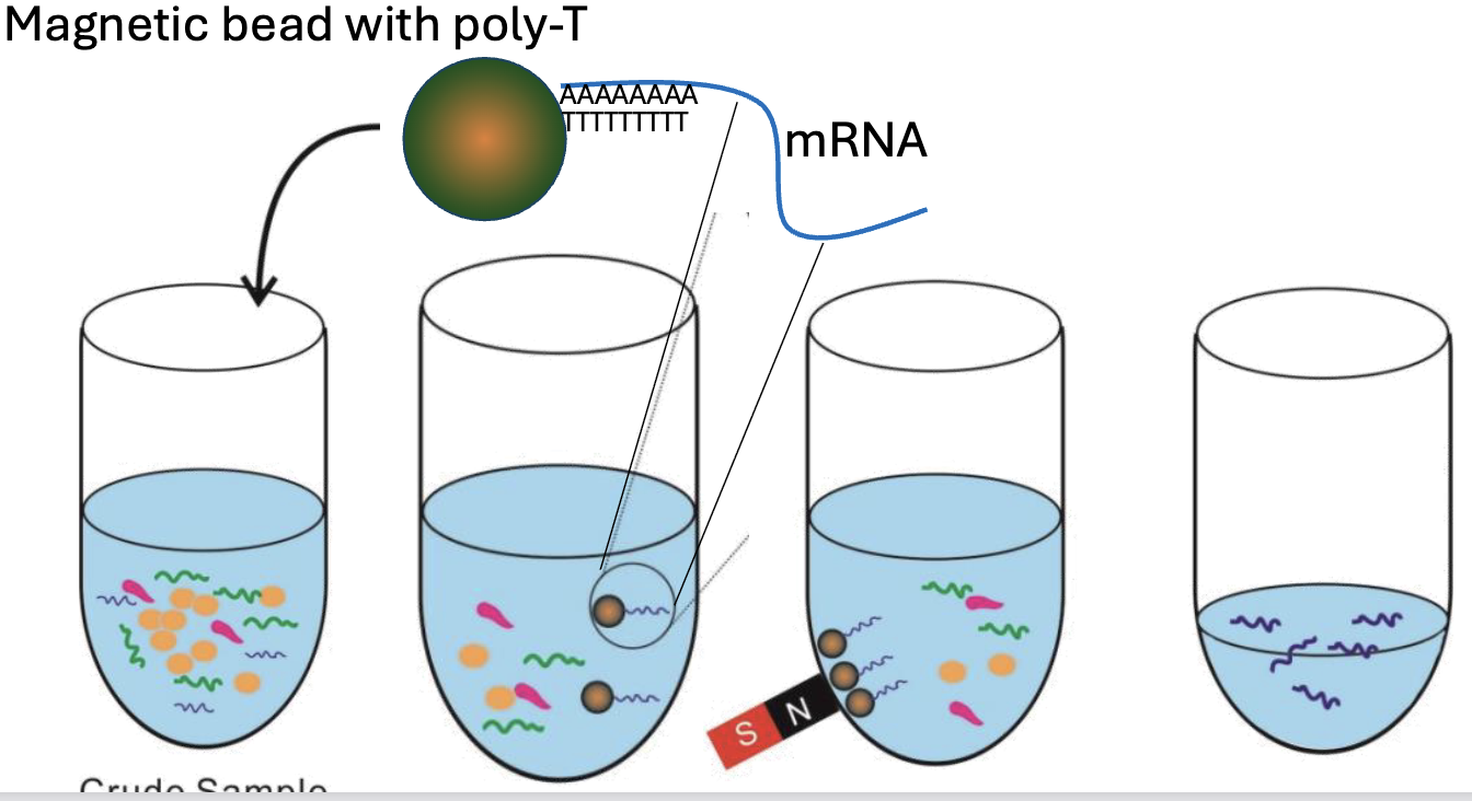 Magnetic bead with poly-T
