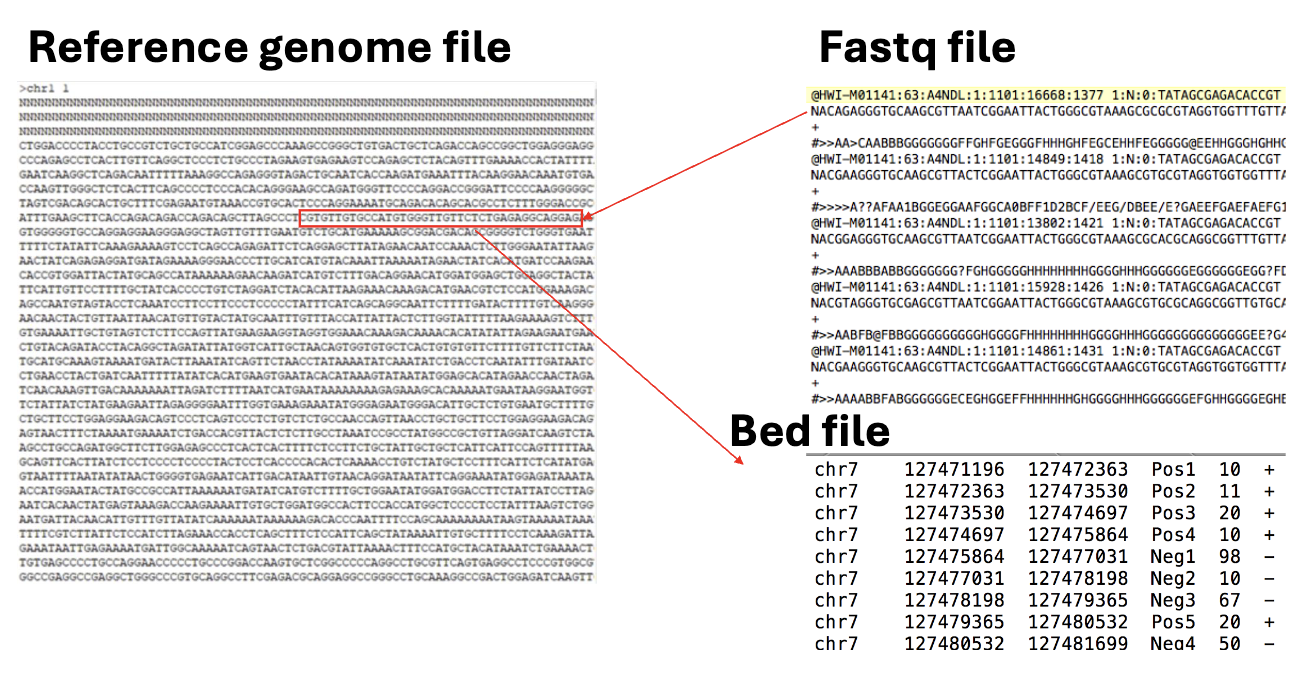 Reference genome file