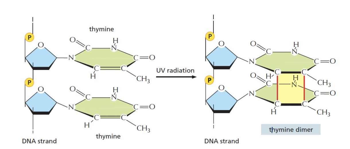 Pyrimidine dimer