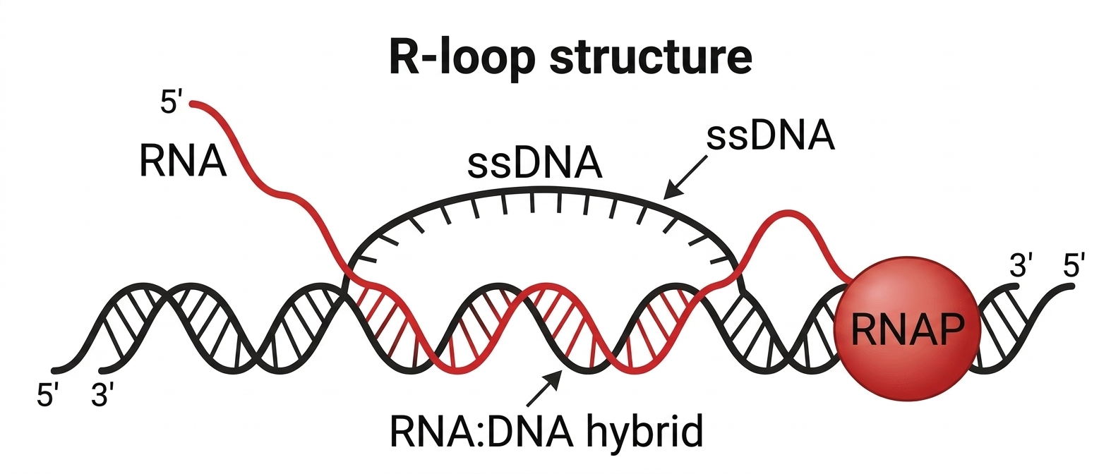 R-Loop