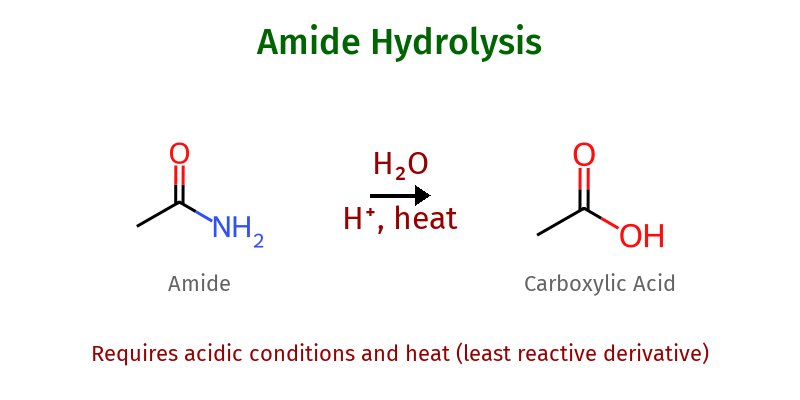 Amide Hydrolysis