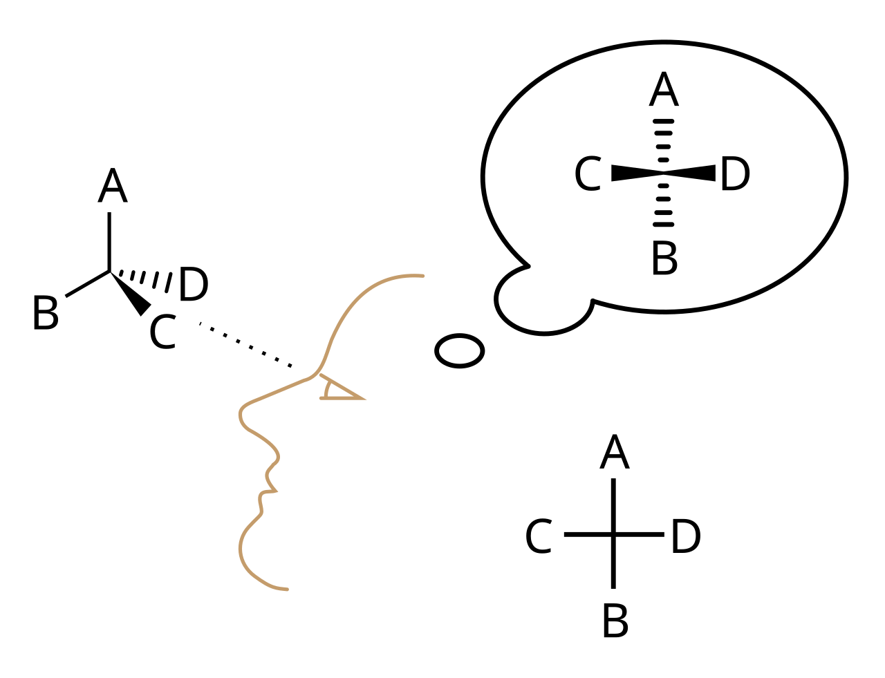 Fischer projection - By en:User:Slashme - Traced from Image:Fischer Projection2.png by User:K!roman, CC BY-SA 3.0, https://commons.wikimedia.org/w/index.php?curid=3082866