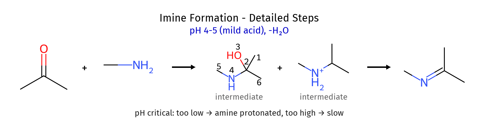 Imine Formation