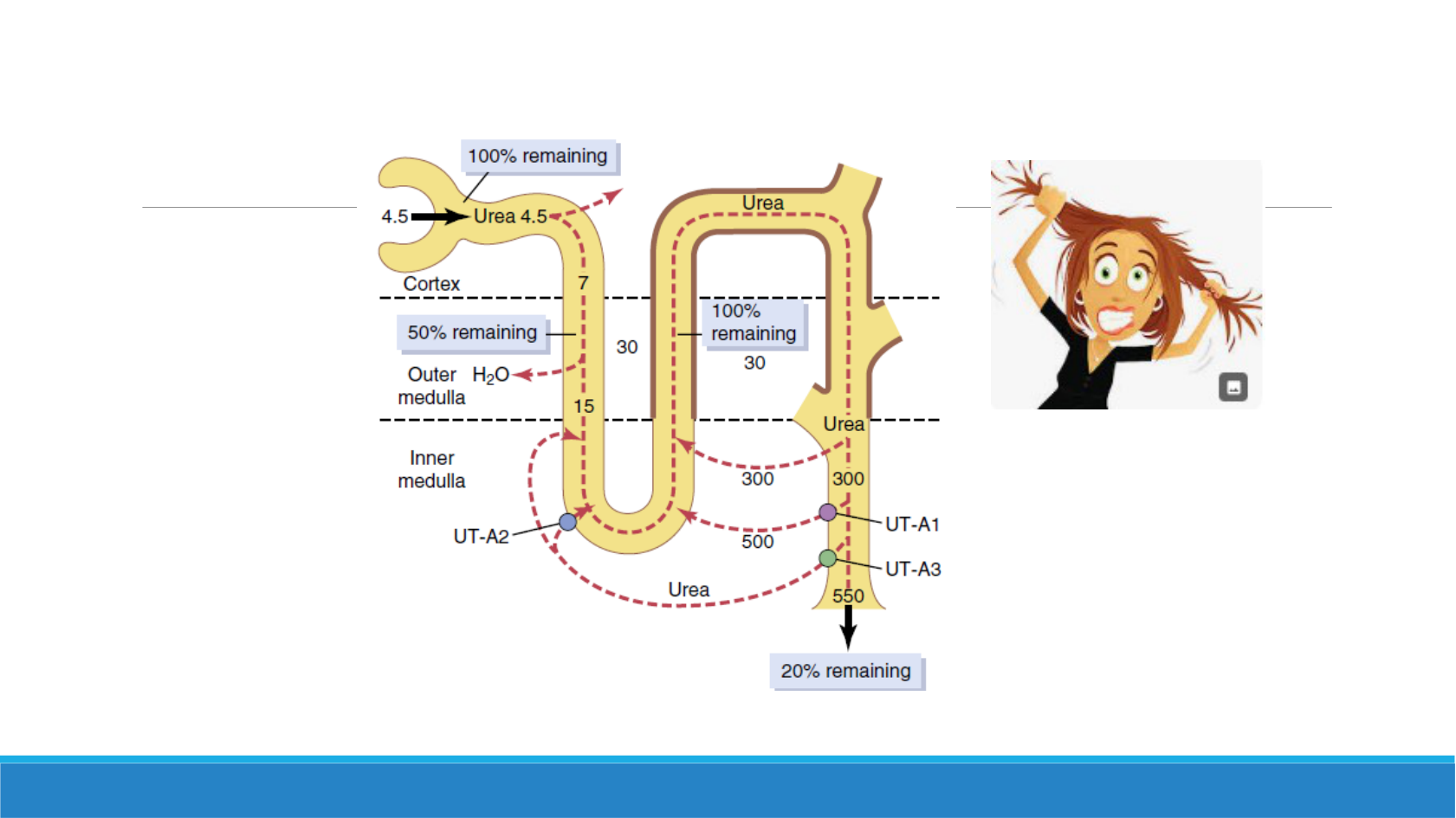 Urea recycling במדולה: UT-A1, UT-A3 ו־UT-A2