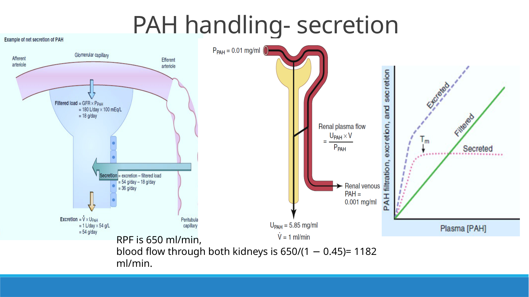 עקומת PAH: ספיגה מחדש, סקרציה ו־Effective RPF