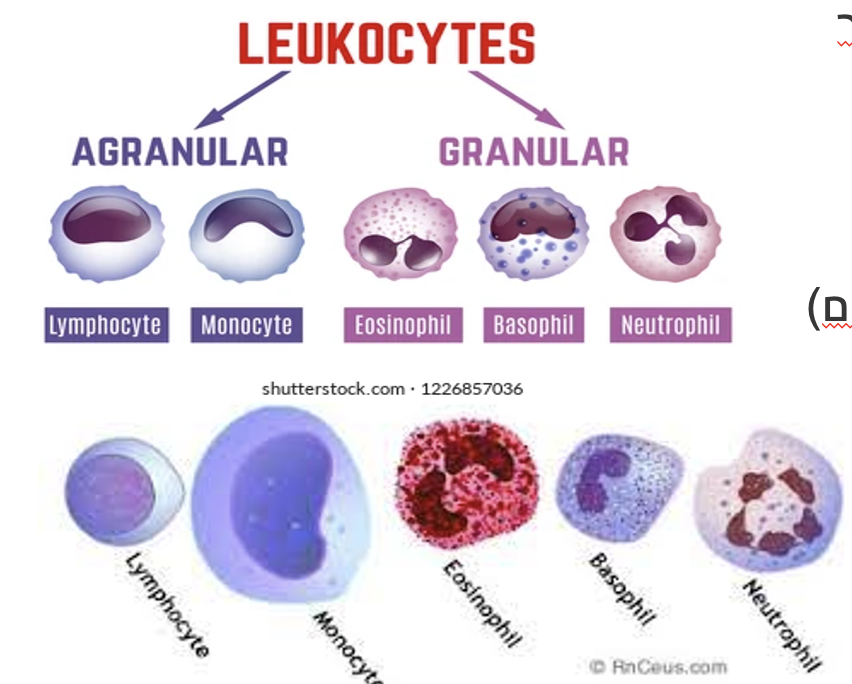 Leukocytes