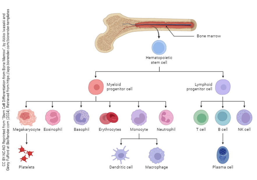 Megakaryocytes