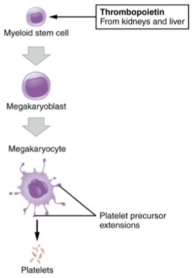 Thrombopoietin