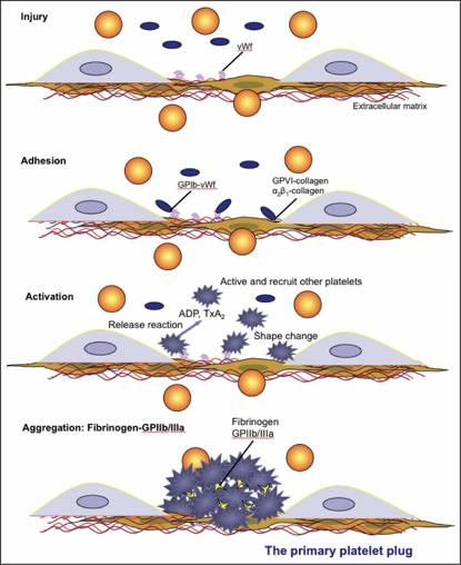 Primary hemostasis