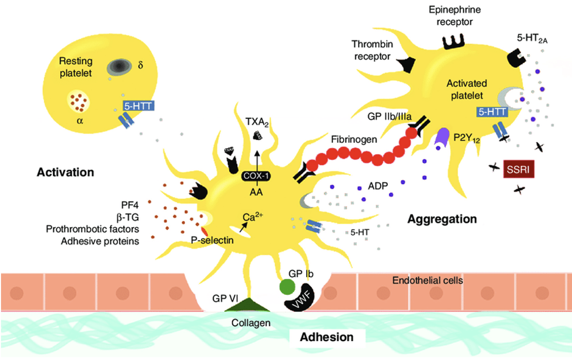 Adhesion