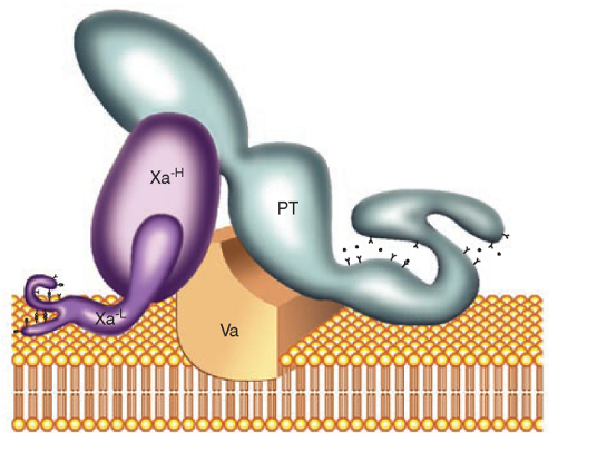 Prothrombinase complex