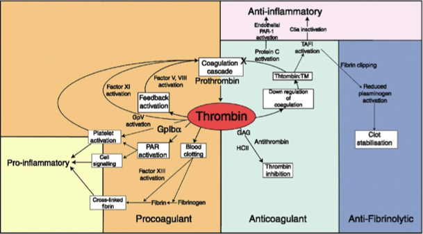 Thrombin