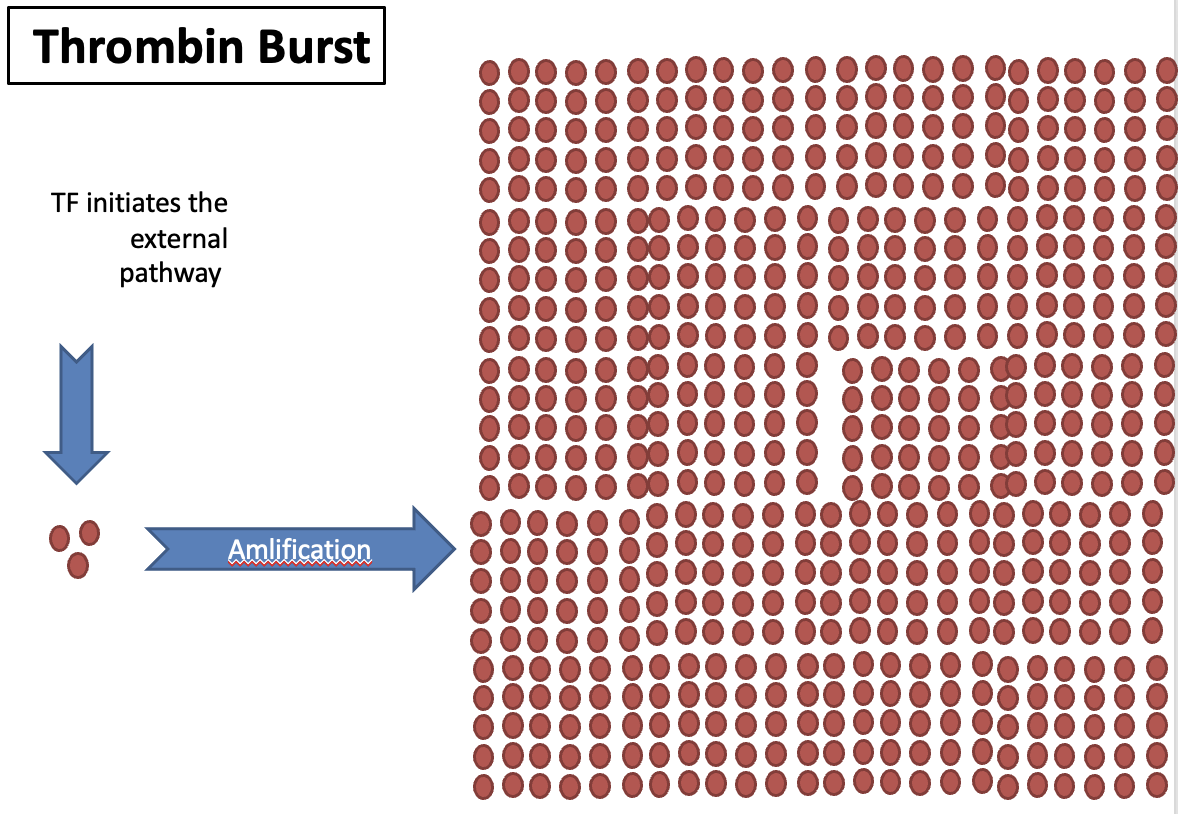 Thrombin burst