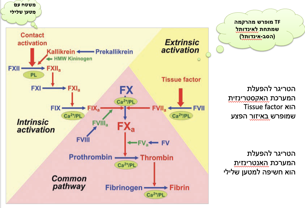 תמונה נוספת להמחש קסקדת הקרישה