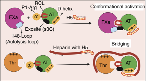 Antithrombin