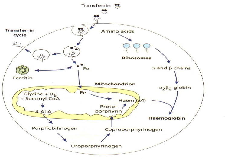 Transferrin