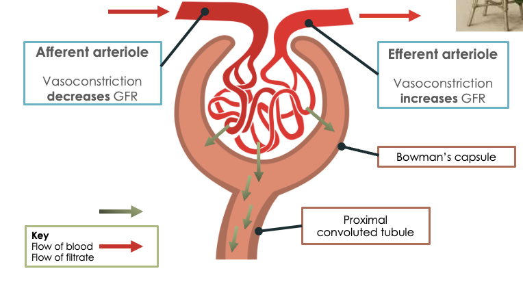 Glomerular filtration