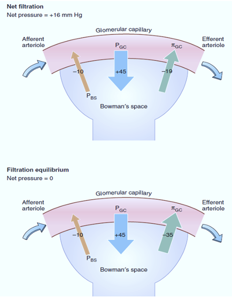 דוגמה ללחצים בקפילרה וב־Bowman's space