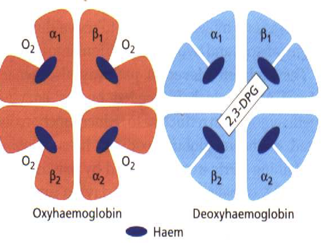 2,3-DPG