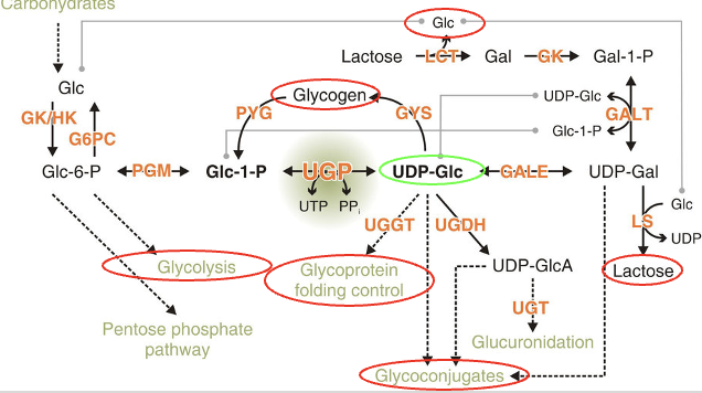 UDP-Glucose