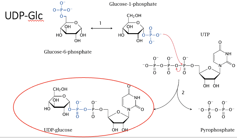 יצירת UDP-Glucose