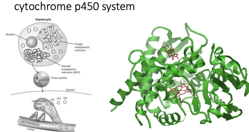 מערכת Cytochrome P450