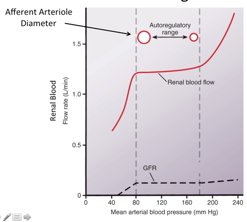 תחום ה־Autoregulation: RBF ו־GFR מול לחץ עורקי ממוצע