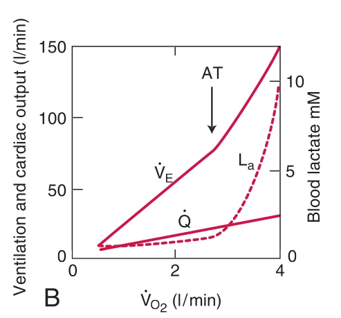 Minute ventilation לעומת cardiac output במאמץ