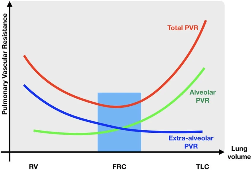 PVR כתלות בנפח ריאה