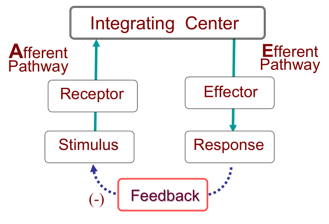 Feedback loop
